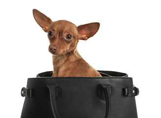 Cute toy terrier in female handbag isolated on white. Domestic dog
