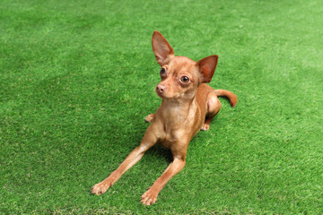 Cute toy terrier on artificial grass. Domestic dog