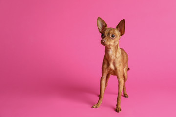 Cute toy terrier on color background, space for text. Domestic dog