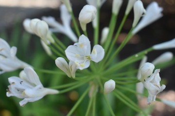 Obraz premium White Flower Macro