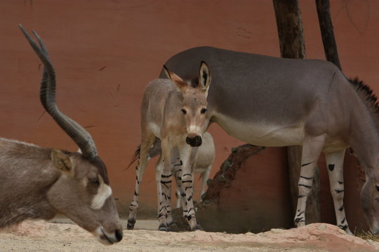Zebresel Zebroide im Zoo Hannover