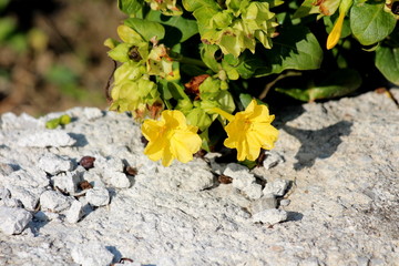 Marvel of Peru or Mirabilis jalapa or Four oclock flower or Beauty of the night or Coat of many colours long-lived perennial herb shaped like a bush with egg-shaped in outline with broad end at base o