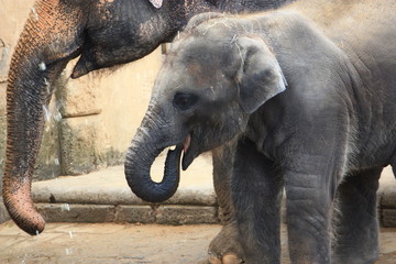 Elefanten Baby
