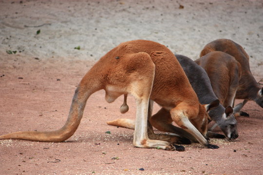 K&auml;nguru 