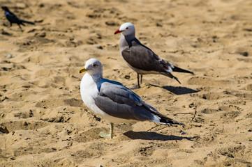 A Ring-billed Gull on a beach in Seaside, California