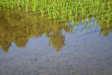 水田　素材