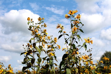 Multiple Jerusalem artichoke or Helianthus tuberosus or Sunroot or Sunchoke or Earth apple herbaceous perennial sunflower plants with bright yellow fully open blooming flowers pointing towards cloudy 