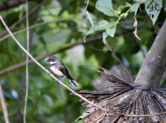Mercury birds are on the branches.