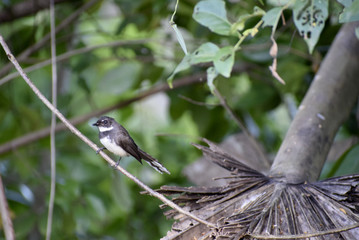 Mercury birds are on the branches.