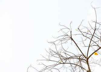 leafless tree branches