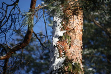 Winterwald mit schneebedeckte Bäume