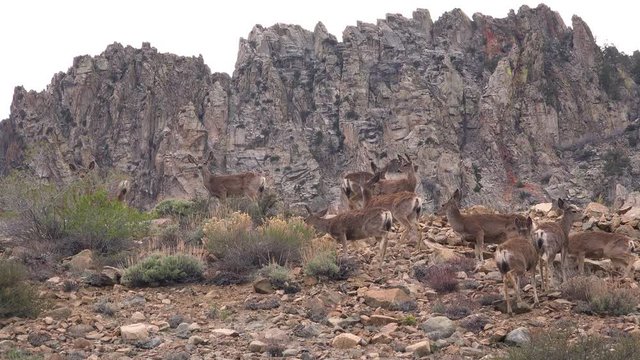 Juvenile female mule deer graze on a hillside in the Eastern Sierra Nevada mountains.