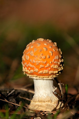 Frost's Amanita (Amanita frostiana), Mistletoe State Park, Georgia