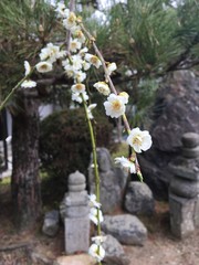 Japanese plum trees 