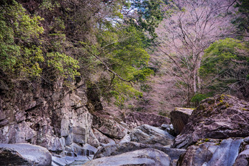 Naklejka na ściany i meble 愛媛県・面河渓に続く岩石の川