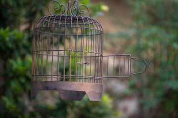 free the bird