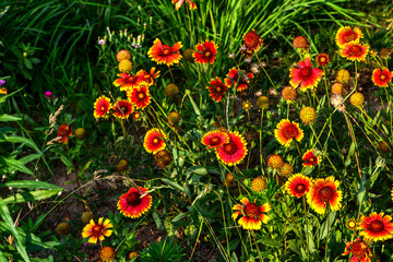 Wild flowers blossom in the park in summer