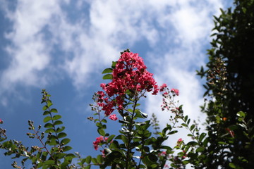 百日紅の花