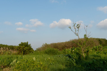 Natural watershed areas with grass trees in rural areas.