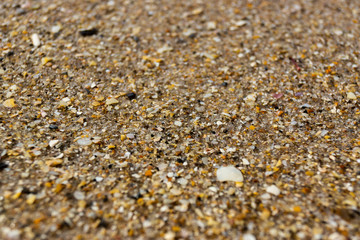 Florida Sand