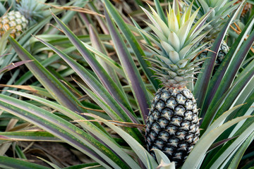 Agricultural occupation Pineapple Fruit on tree in plantation at Thailand.