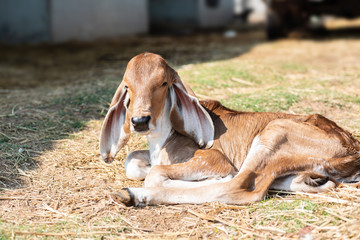 Brown calf lay down on the rice straw in the farm, livestock in Thailand