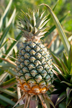 Agricultural occupation Pineapple Fruit on tree in plantation at Thailand.