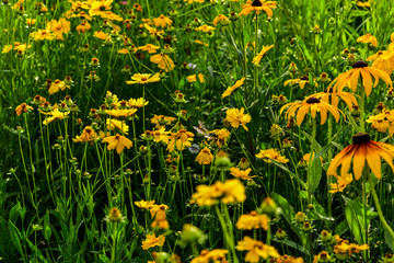 Obraz premium Wild flowers blossom in the park in summer