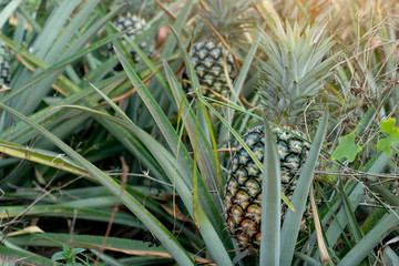 Obraz premium Agricultural occupation Pineapple Fruit on tree in plantation at Thailand.