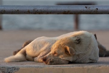 White dog curled up and slept happily.