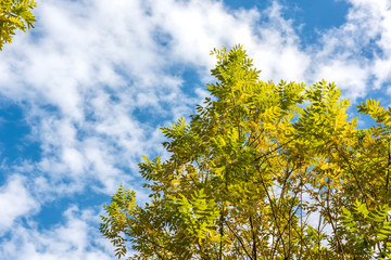 In autumn, yellow leaves against the background of blue sky and white clouds