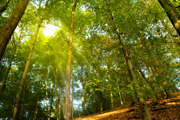 Plakat Ein schöner und grüner Wald mit einem Sonnenstrahl