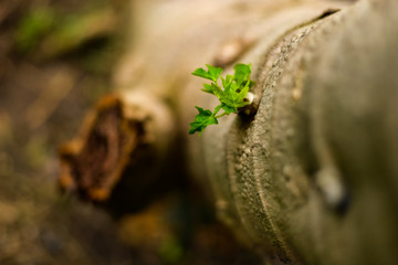 young leaves bud of tree 