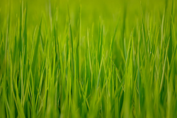 Green paddy or rice field background
