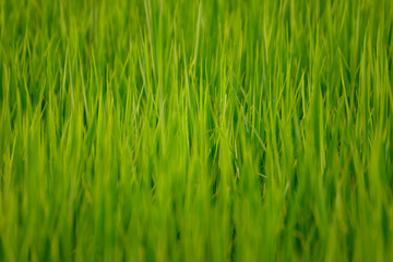 Fototapeta na wymiar Green paddy or rice field background