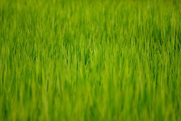 Green paddy or rice field background