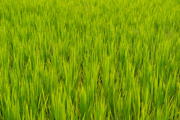Green paddy or rice field background