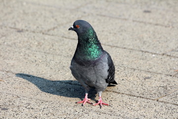 Pigeon standing peacefully on concrete mixed with gravel tiles overlooking surrounding and enjoying warm sun on warm sunny day