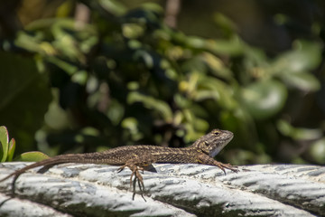 Western Fence Lizard - Sceloporus occidentalis resting on rope of suspension bridge, located in southern California