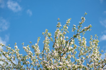 beautiful blooming branches of the apple tree on a background of clean blue sky. Nature spring background
