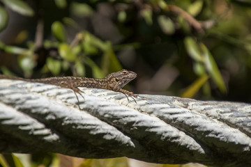 Western Fence Lizard - Sceloporus occidentalis, crawling on rope of suspension bridge