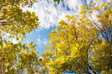 In autumn, yellow leaves against the background of blue sky and white clouds