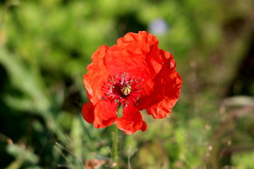 Fototapeta premium Mak zielna kwitnąca roślina z jednym jasnoczerwonym całkowicie otwartym kwiatem skierowanym w stronę słońca z innymi roślinami w tle w ciepły słoneczny dzień