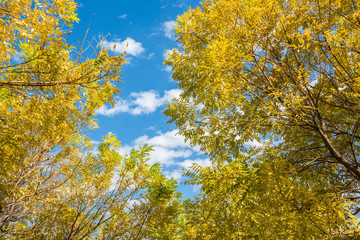 Fototapeta premium In autumn, yellow leaves against the background of blue sky and white clouds