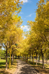 Naklejka premium Urban Park Landscape in Autumn