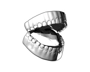 Engraving tooth and gum illustration on white BG