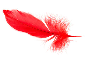 Red Feather isolated on white