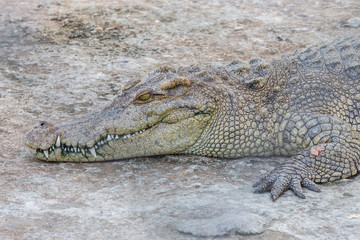 Head of crocodile
