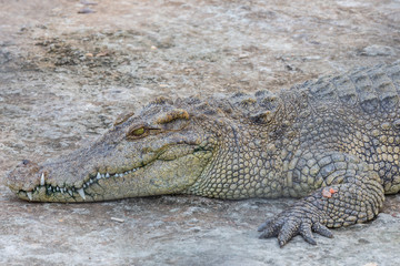 Head of crocodile