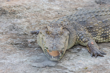 Head of crocodile